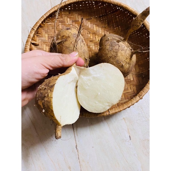 Củ sắn (Củ đậu)