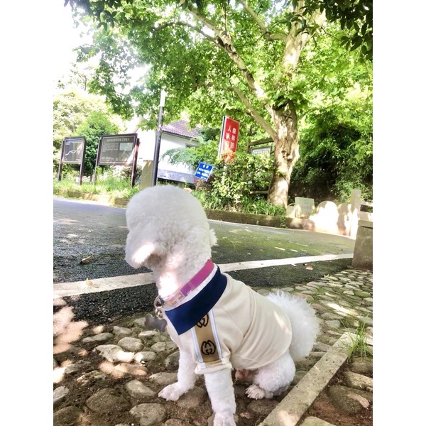 ÁO POLO GUCCl cho chó mèo