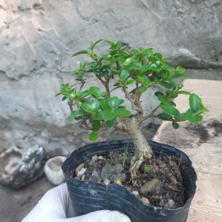 Sam hương siêu mini