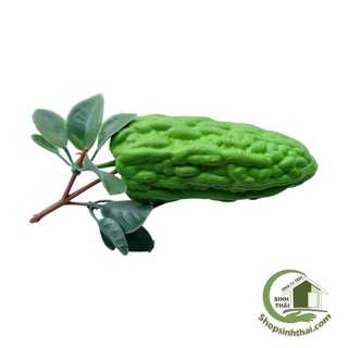 Trái khổ qua, mướp đắng giả - Trái cây củ quả giả cao cấp