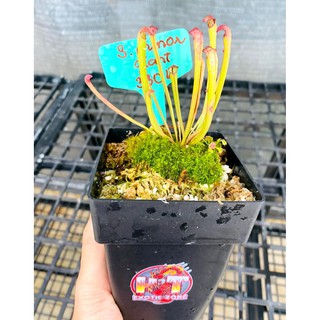 Cây Bắt Mồi-Cây Hố Bẫy-Sarracenia minor ‘Giant’ tại HT Exotic Garden