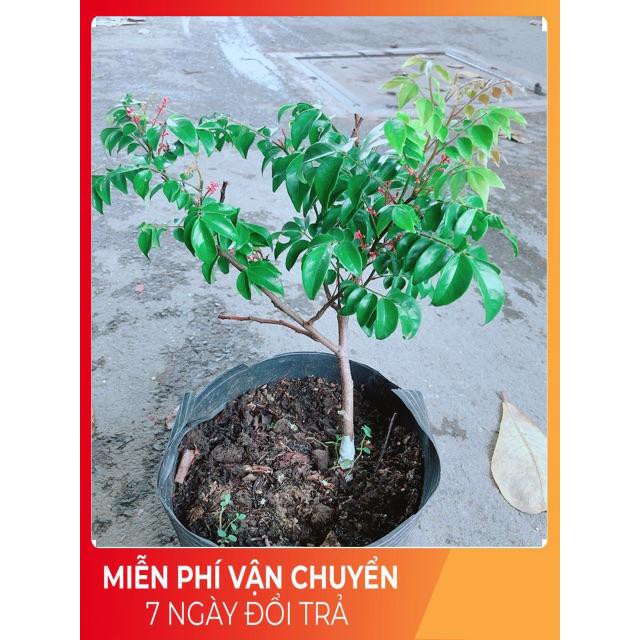 Cây Khế Cho Sai Trái