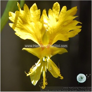 25.HAT Hạt Giống Hoa Phượng Hoàng Leo Mặt Rồng, Lâu Năm (KD| -KD: B10*V45)