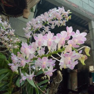 Hồng nhạn Ninh Thuận.