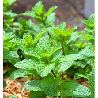 BẦU RAU HÚNG LỦI