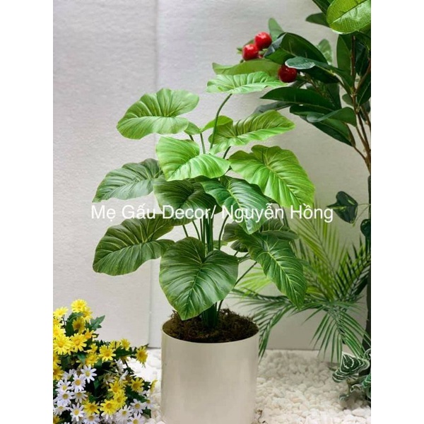 Combo cây trầu bà lá xanh