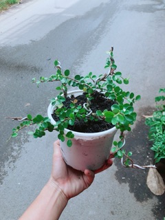 Linh Sam Núi