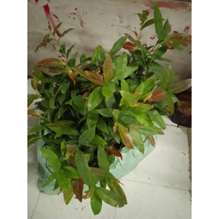 10 mai con quấn rễ 60 cm trở lên (10 cây)