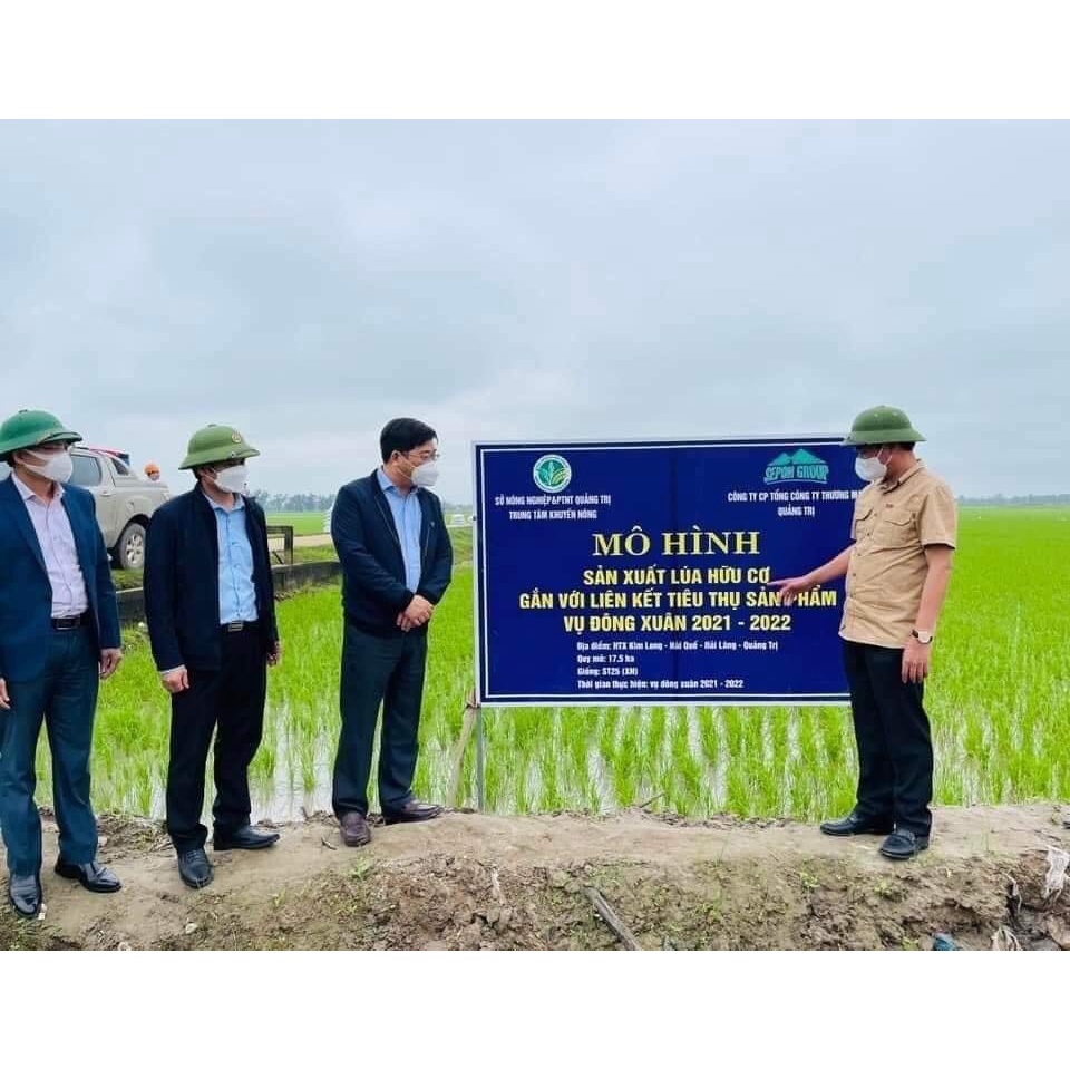 Gạo Hữu Cơ / ORGANIC / Gạo Sạch SEPON - Giống ST25, 5Kg/Túi
