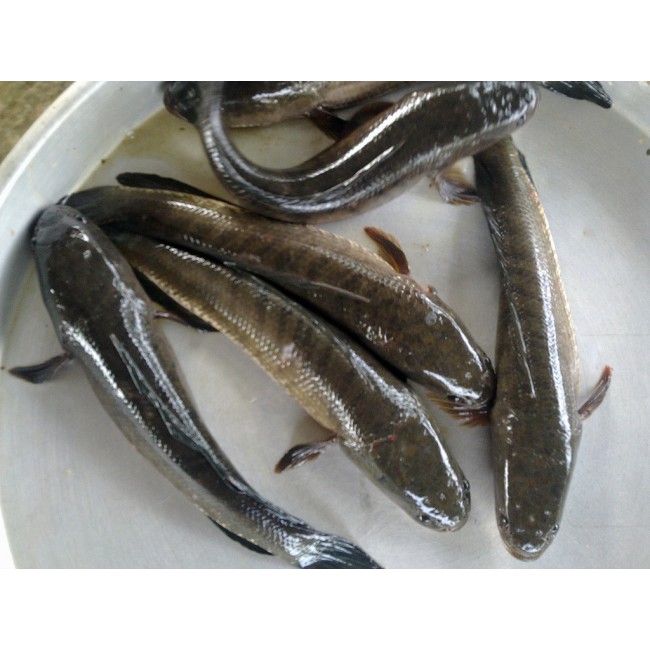 500GAM KHÔ CÁ LÓC ĐỒNG CON CÀ MAU