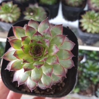 Sen đá phật bà đơn