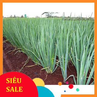 5 gr giống hành ta tết khuyến mại