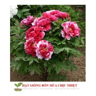 Hạt Giống Hoa Mẫu Đơn Kép Mix ( Gói 05 Hạt) ĐẾN MÙA TRỒNG TẾT luckyseed hạt siêu rẻ