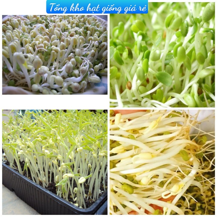 (Gói 150 hạt)Hạt giống mầm giá đỗ dễ trồng kháng bệnh tốt năng suất cao-Tổng kho hạt giống giá rẻ