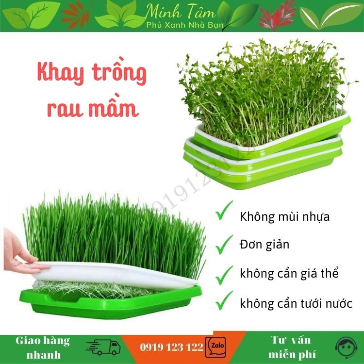 Khay trồng rau mầm thuỷ canh chuyên dụng, khay trồng lúa mì thủy canh