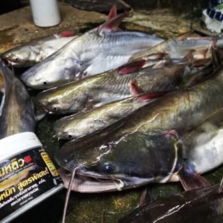 MỒI THUỐC CÂU CÁ LĂNG THAILAND