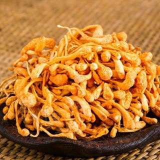 NỤ BÔNG ĐÔNG TRÙNG HẠ THẢO
