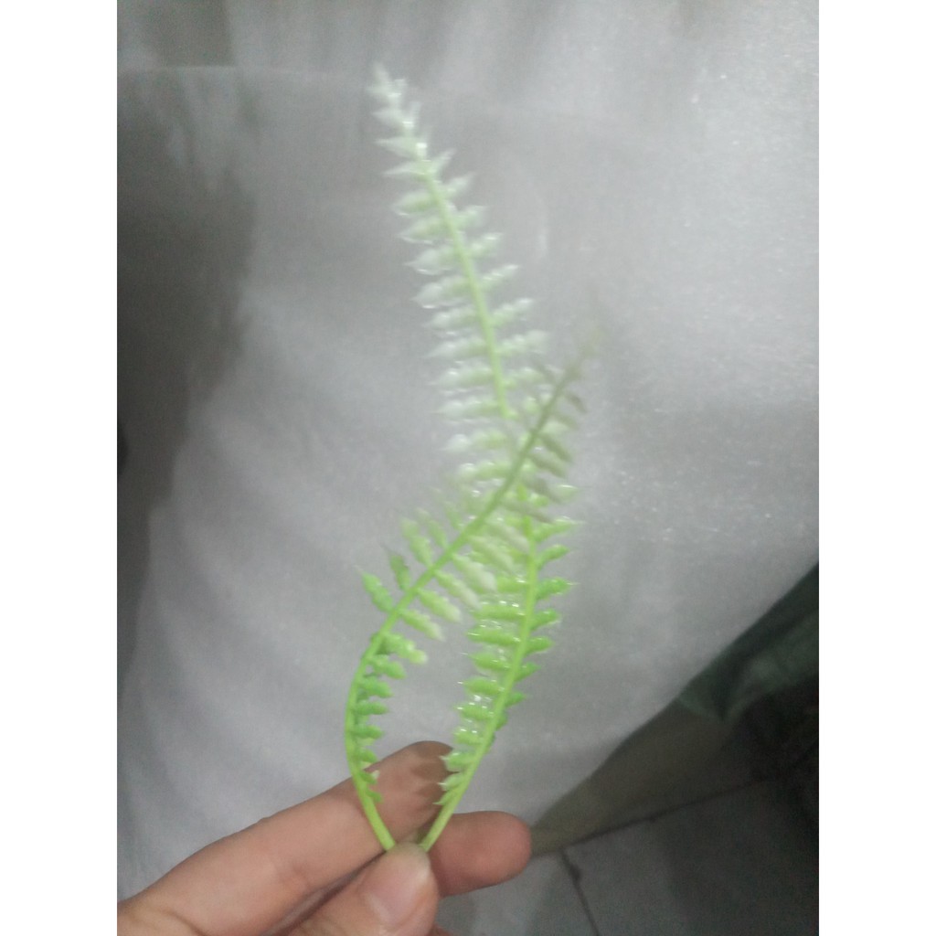 100 gr cỏ điểm