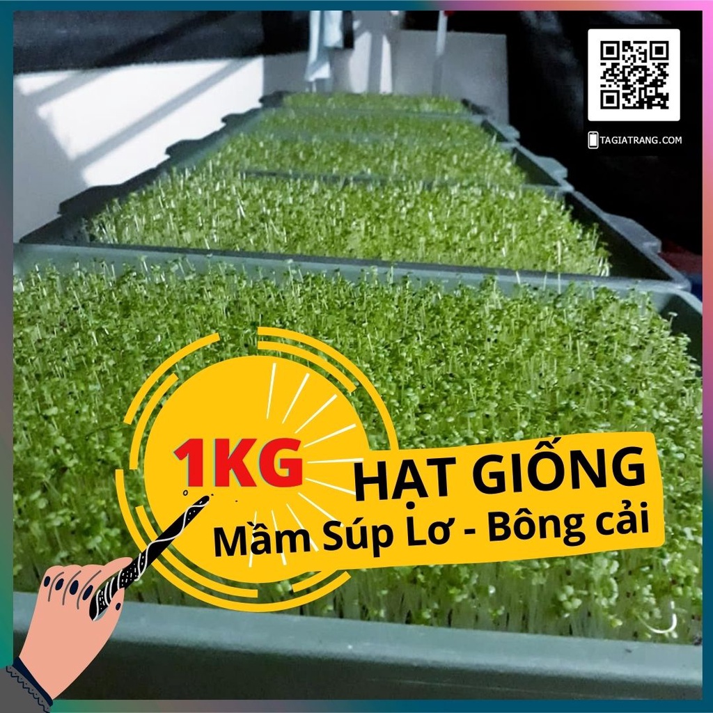 1KG - Hạt giống rau mầm súp lơ xanh - Thế giới rau mầm chất lượng cao Tạ Gia Trang