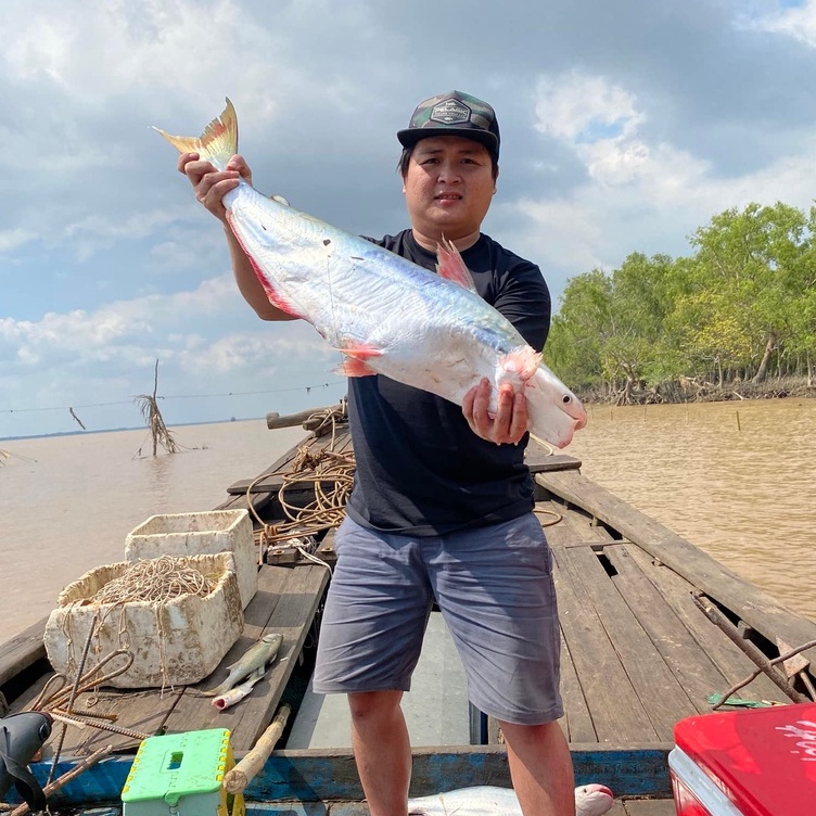 Lưỡi câu cá bông lau, cá tra, cá vồ đém