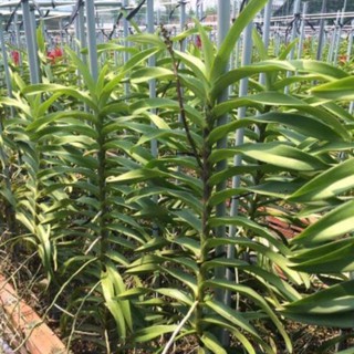 Mokara cây lớn ĐANG CHO HOA - COMBO 5CÂY cao hơn 70cm màu ĐỎ