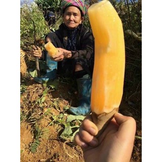 KHOAI SÂM ĐẤT NGON TUYỆT CÚ MÈO