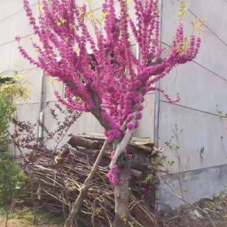 Cây hoa hạnh phúc