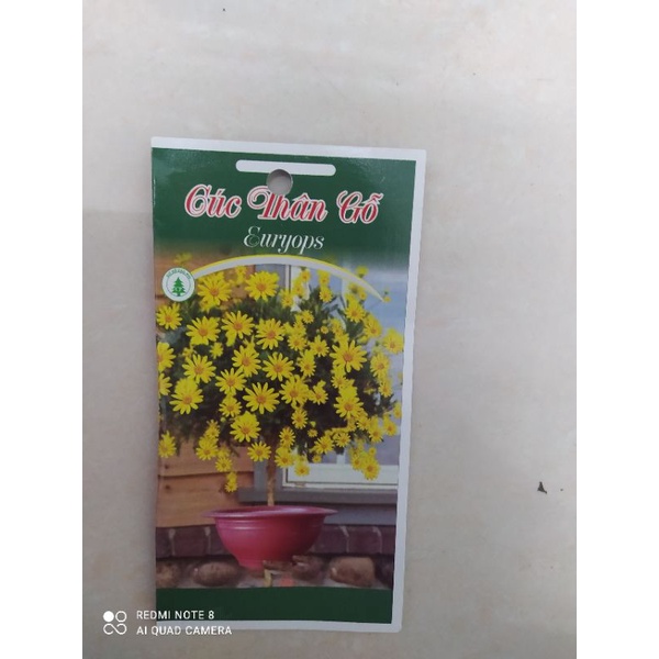 Hạt giống hoa Cúc thân gỗ cơ sở Cao Phi - Đà Lạt