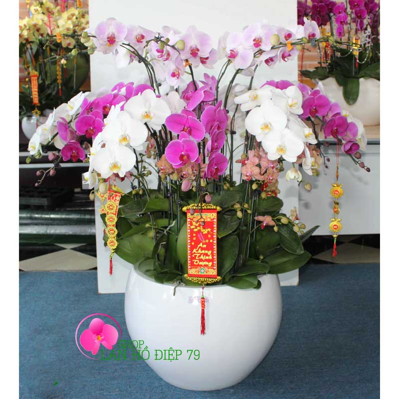 Hoa Giả - Cành Lan Hồ Điệp Lá Xốp Cao Cấp Cắm Chậu, Cắm Bình Trang Trí Nhà Cửa Siêu Đẹp | Hà Hoa Flower