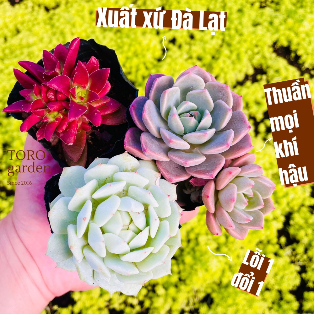Sen đá 3 cây khác loại ngẫu nhiên Đà Lạt cây cảnh trang trí nhà cửa Toro garden