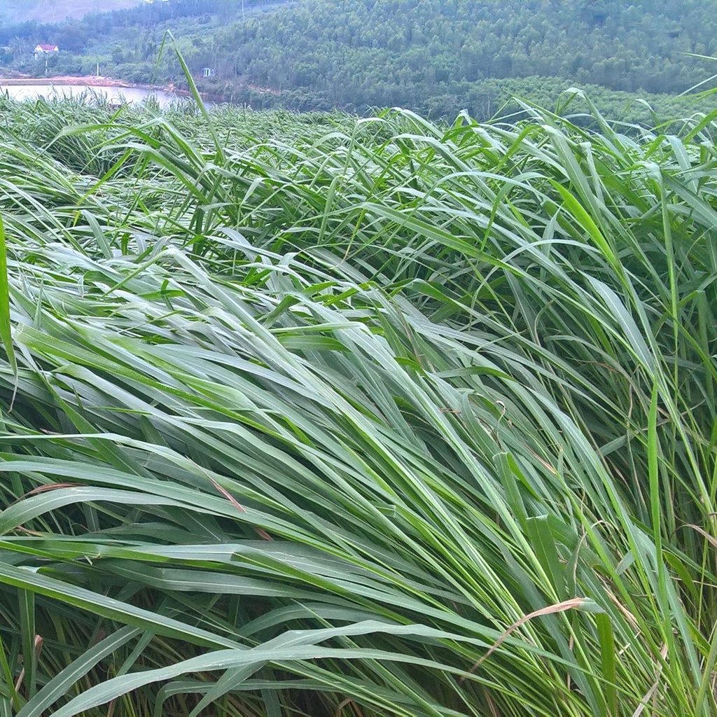 Giống Cỏ Ghine Mombasa - Cỏ Sả Chăn Nuôi