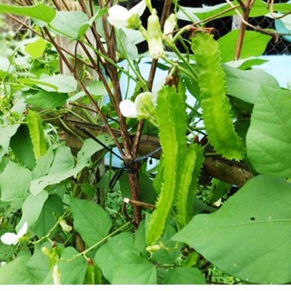 Hạt giống đậu rồng sai quả (đậu khế) ☘️