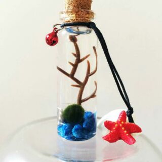 Marimo Tảo Cầu Nhật Bản