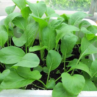 Hạt Giống Rau Cải Ngọt( gói 20gram)