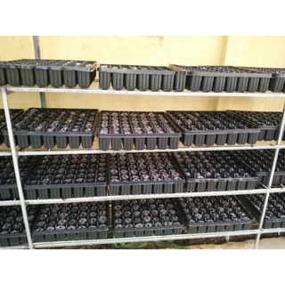 KHAY ƯƠM HẠT 50 LỖ