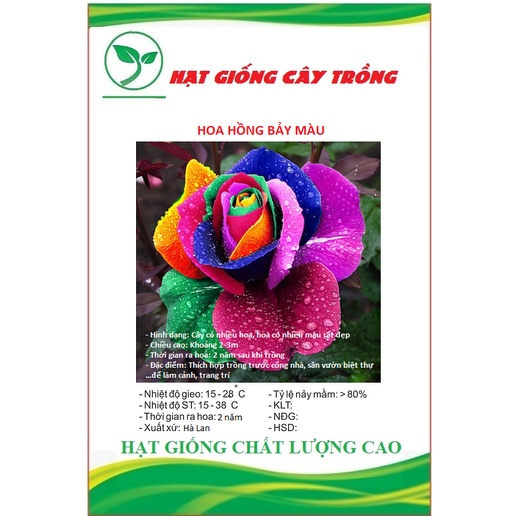 Hạt giống hoa hồng bảy màu ( hoa hồng cầu vòng ) CT238 - Gói 10 hạt