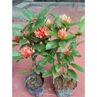 cây mẫu đơn ( bông trag) ta đang nụ cao 60cm