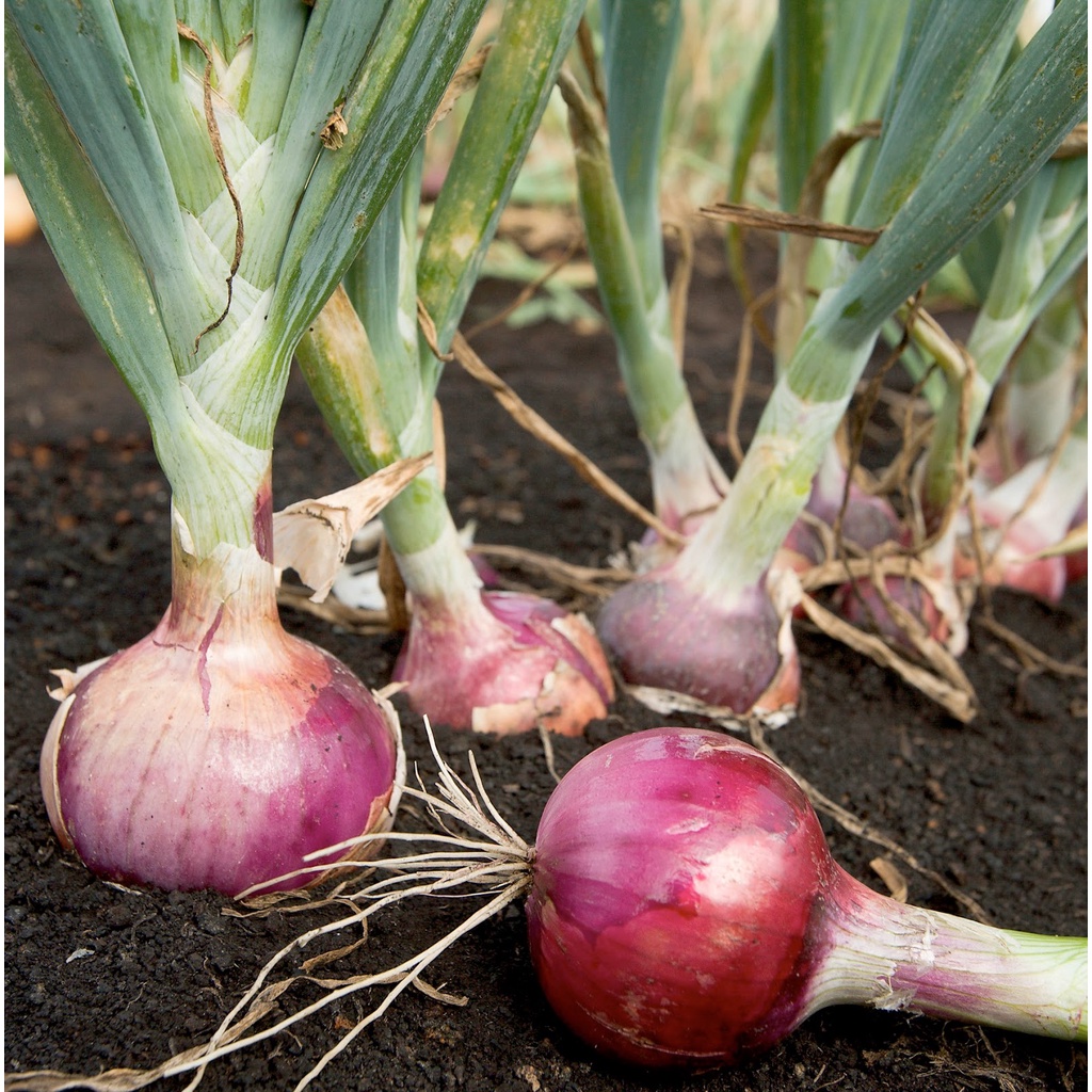 Hạt Giống Hành Tây Đỏ (SALAD RED 27) 2gr