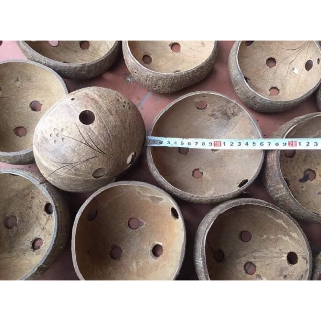 Chậu gáo dừa cỡ to