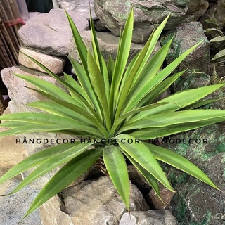 Củ vạn tuế giả- dứa cảnh giả 60cm hằng decor