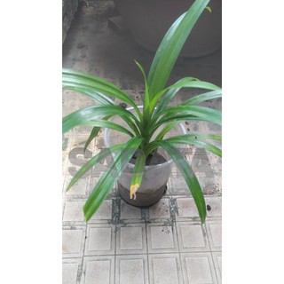 Cây lá dứa/ lá nếp giống