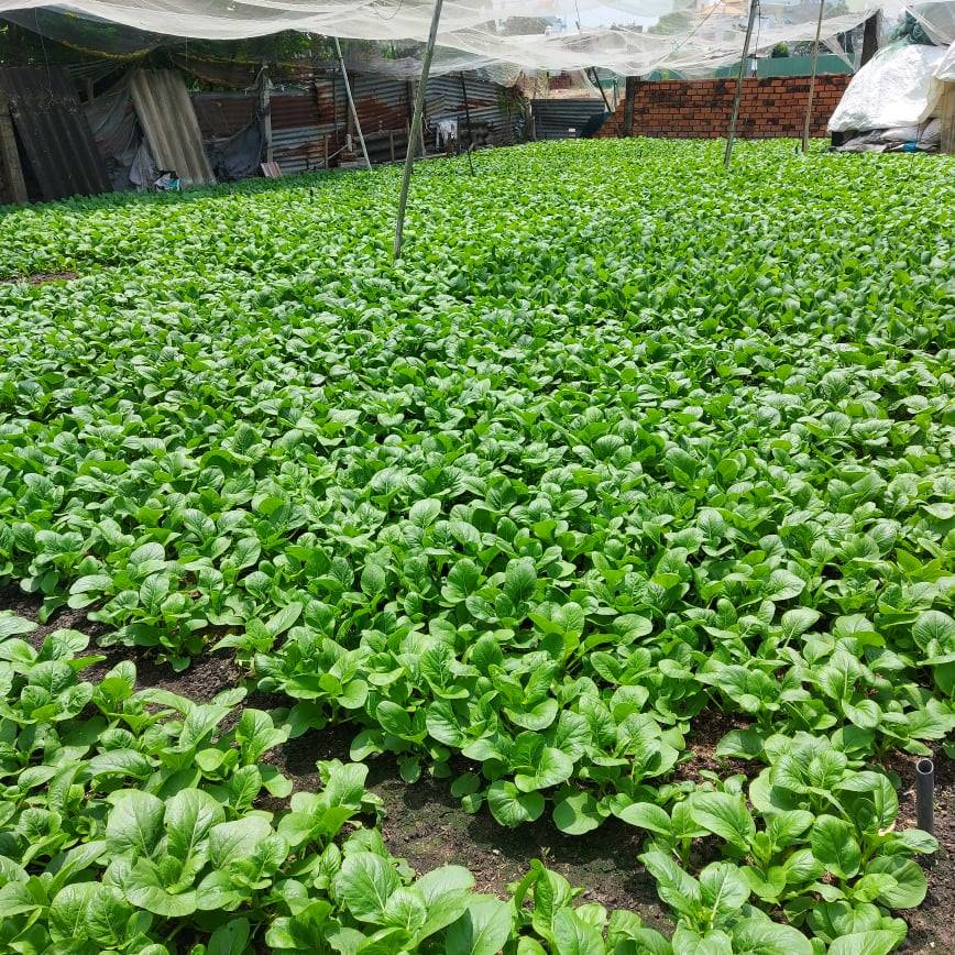 Cải Ngọt Trồng Vườn Rau Sạch 1kg Giao HCM | BigBuy360 - bigbuy360.vn