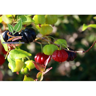 Surinam cherry độc lạ sắp ra trái