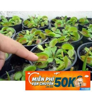 15 Hạt giống hoa Cây ăn thịt (bẫy kẹp) (tặng gói kích nẩy mầm và hướng dẫn)