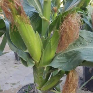 Miếng bẫy ruồi vàng 20 miếng
