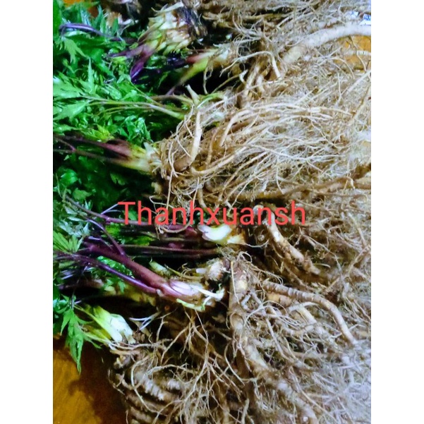 Sâm đương quy Sìn Hồ _ Lai Châu