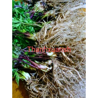 Sâm đương quy Sìn Hồ _ Lai Châu (4kg)