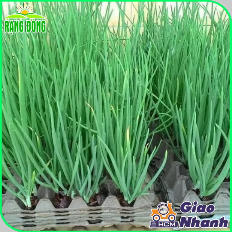 Hạt giống Hành Hương Chịu Nhiệt, Trồng Quanh Năm, Sinh Trưởng Khỏe (gói 2 gram) - Hạt Giống Rạng Đông