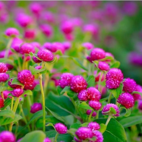 [Gói 50 Hạt] Hạt Giống Hoa Bách Nhật Mix Đủ Màu (tặng kèm phân)