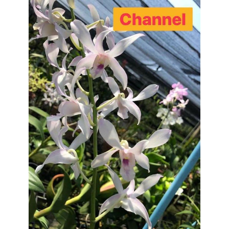 Cây hoa lan dendro Chanel Hoa thơm ( hàng nụ hoa)